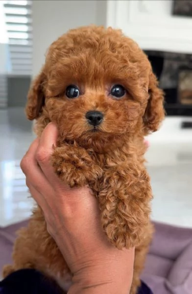  Cuccioli di mini barboncino di razza