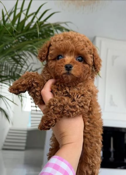  Cuccioli di Mini Barboncino