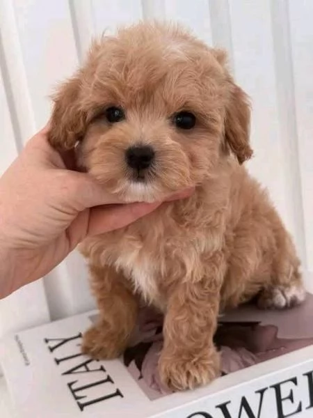  Cuccioli di barboncino allevati dalla famiglia.