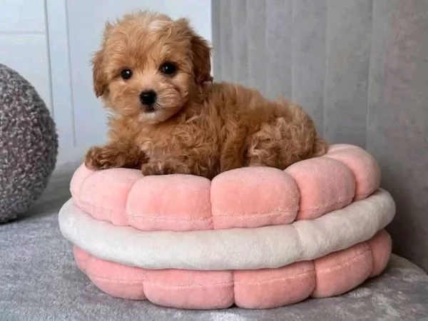  Cuccioli di barboncino puro per buone case