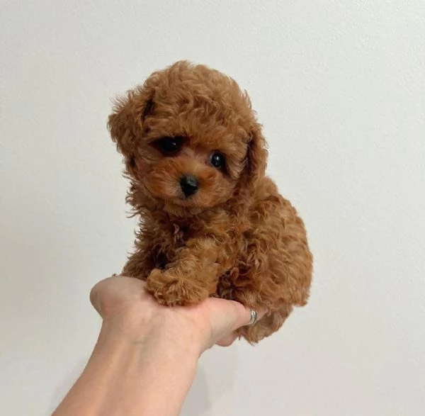  Cuccioli di barboncino di razza