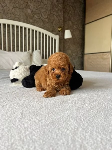  Cuccioli di barboncino in cerca di buone case