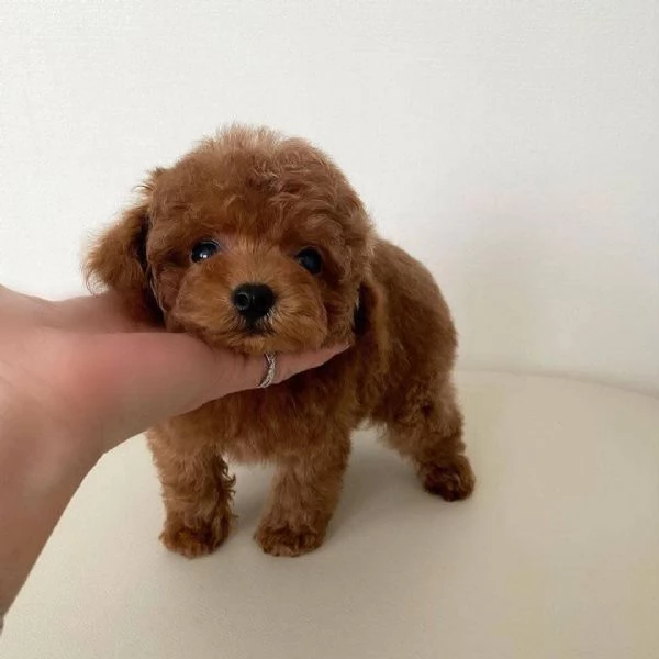  maschio e femmina cuccioli di barboncino Toy