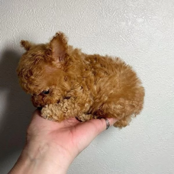  cuccioli di barboncino in miniatura