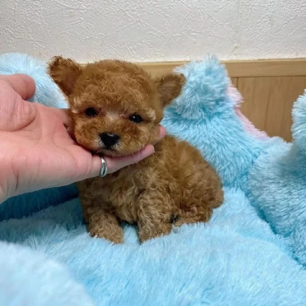  Adorabili cuccioli di barboncino 