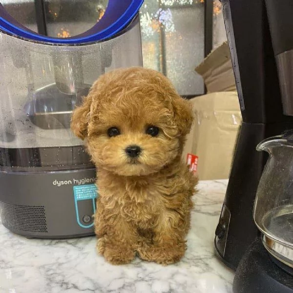  Cuccioli di barboncino cresciuti in una buona casa