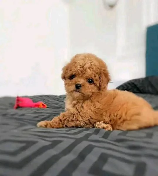  Cuccioli di barboncino maschi e femmine