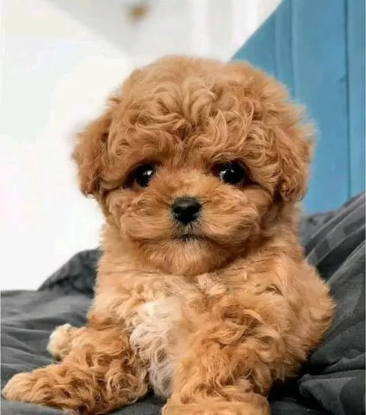  Cuccioli di barboncino