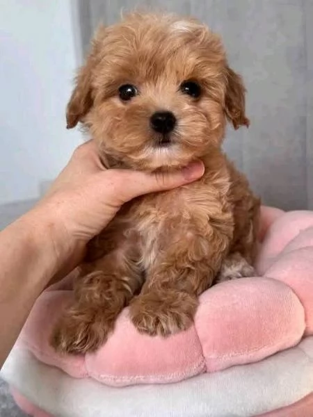  Bellissimi cuccioli di Barboncino