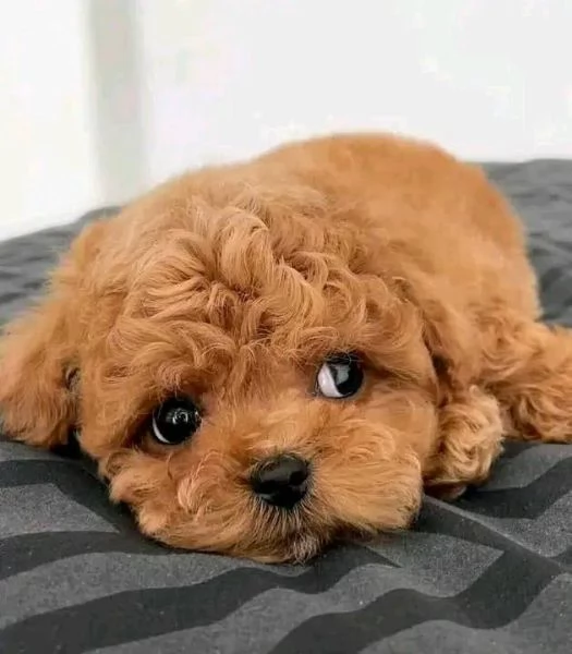  Cuccioli di barboncino toy da adottare.