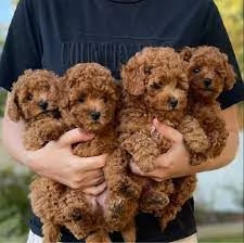  Splendidi cuccioli di barboncino In adozione.