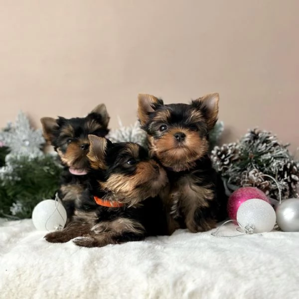Cuccioli di Yorkshire Terrier in adozione