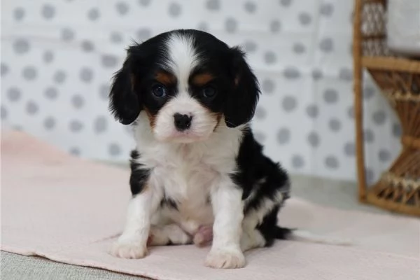 Cavalier King Charles in adozione