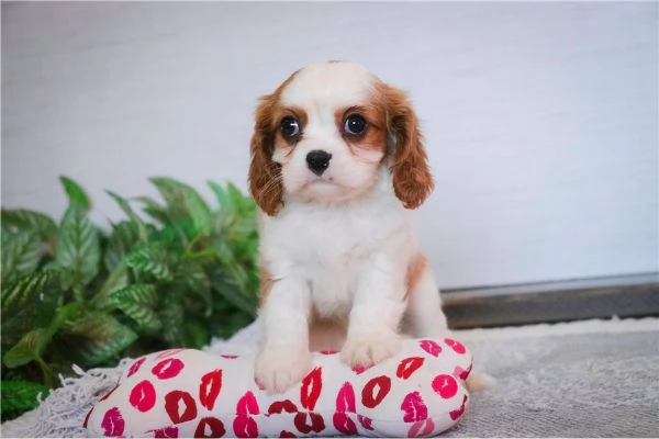 Cavalier King Charles in adozione | Foto 0