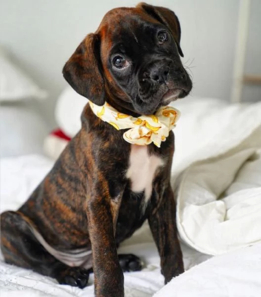 Cuccioli di Boxer in adozione | Foto 0