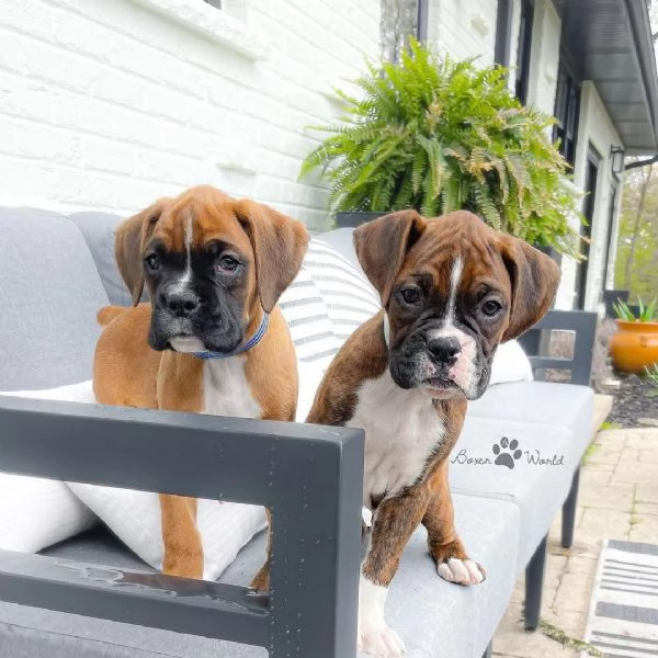 Cuccioli di Boxer in adozione