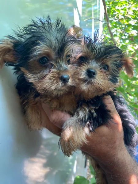 Cuccioli yorshire  | Foto 3