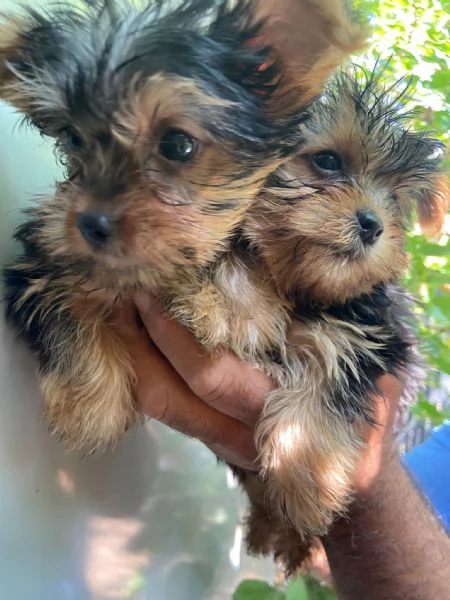 Cuccioli yorshire  | Foto 2