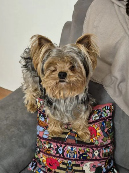 Cuccioli yorshire  | Foto 1