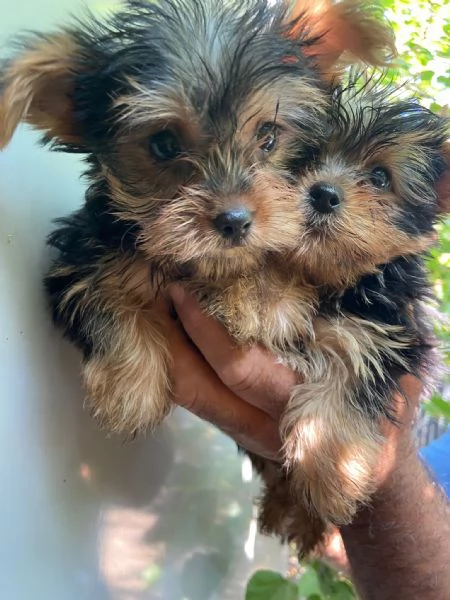 Cuccioli yorshire  | Foto 0