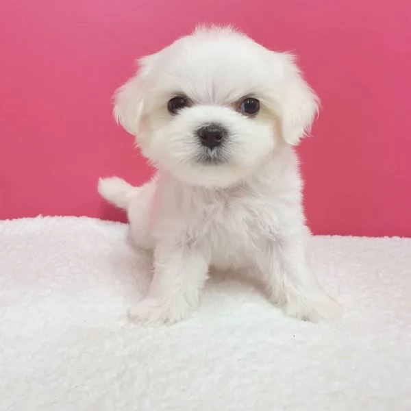  Cuccioli di maltese  super carini
