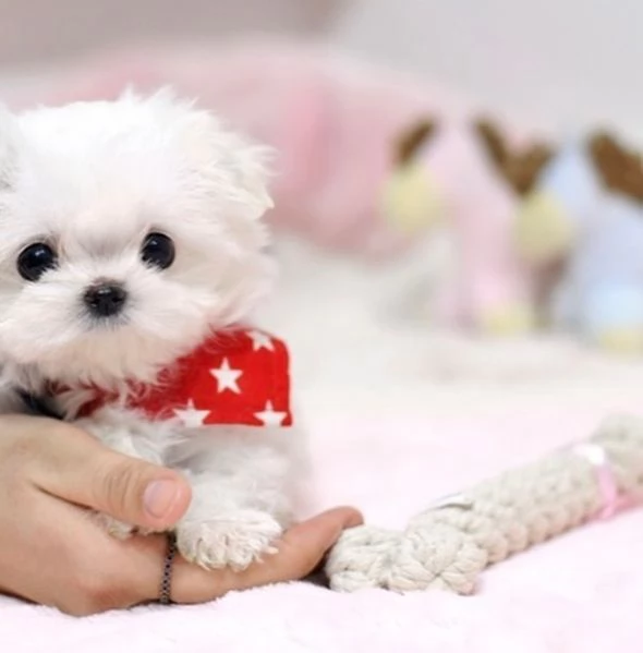  Bellissimi cuccioli di Maltese