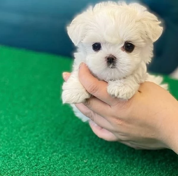  Pronto Ora!!! cuccioli di Maltese .