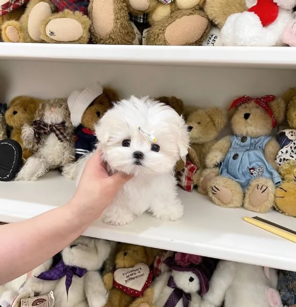  Adorabili cuccioli di Maltese