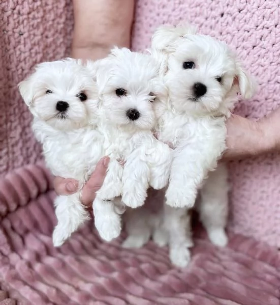   Cuccioli di barboncino toy maschio e femmina