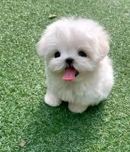   Cuccioli di Maltese sani