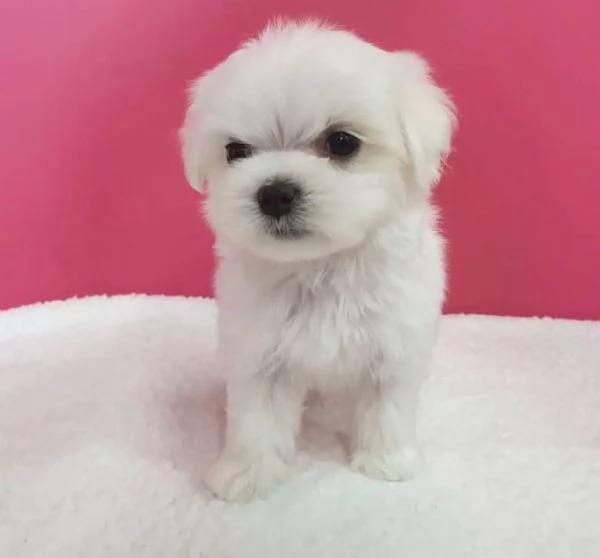   Cuccioli di Maltese