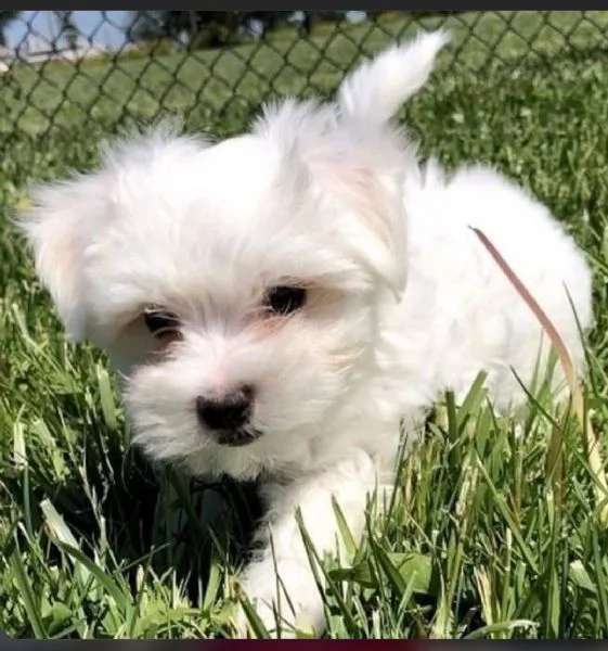   Cuccioli di Maltese toy maschi e femmine.