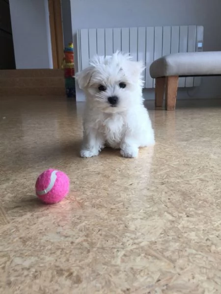  adorabili cuccioli di Maltese