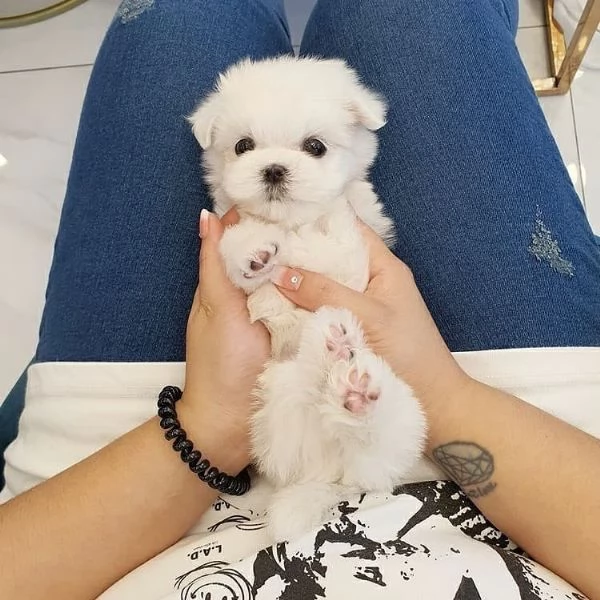  Cuccioli di Maltese toy registrati , femmine e maschi.