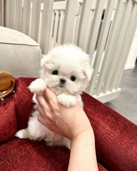  Cuccioli di Maltese super carini
