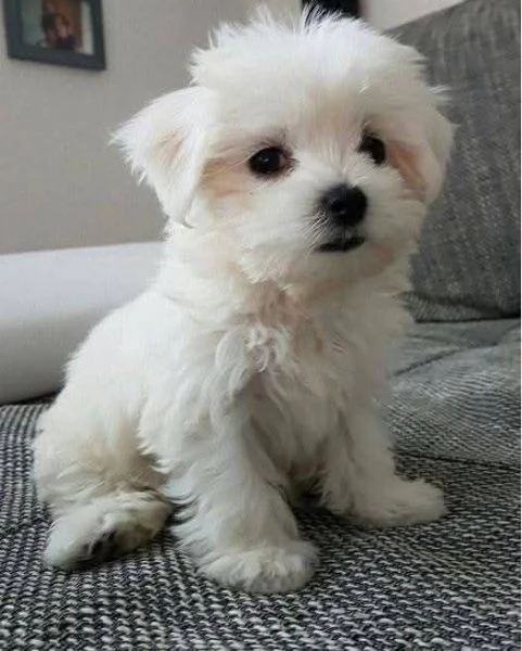  Cuccioli di Maltese toy 