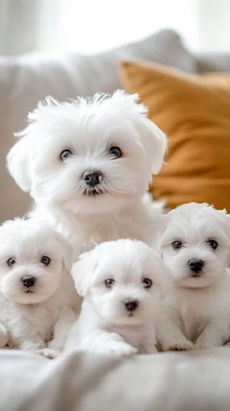  Adorabili cuccioli di Maltese