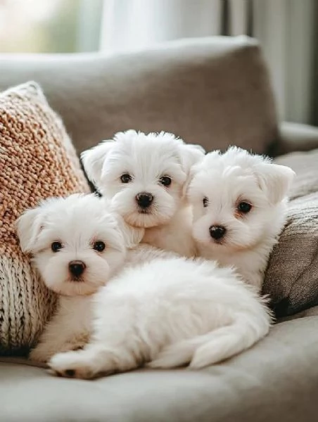   Cuccioli di Maltese sani
