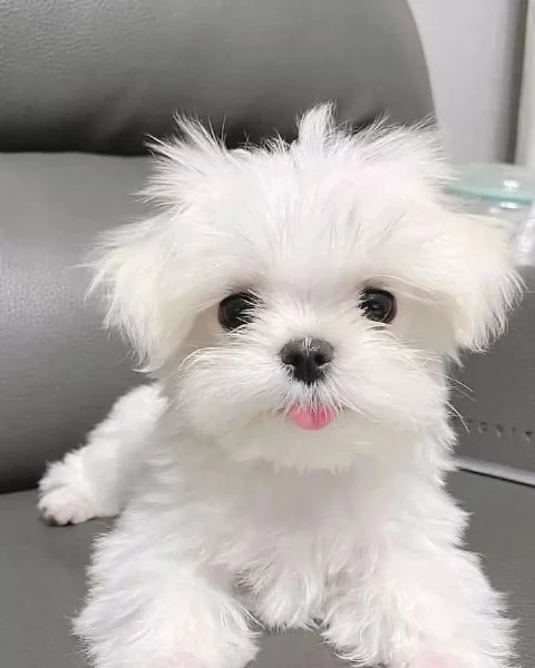   Cuccioli di Maltese