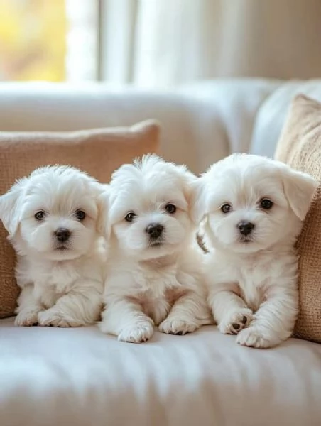  adorabili cuccioli di Maltese