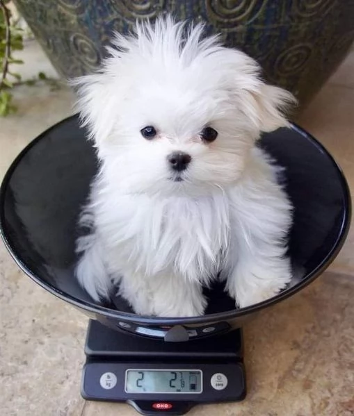  adorabili cuccioli di Maltese maschi e femmine.