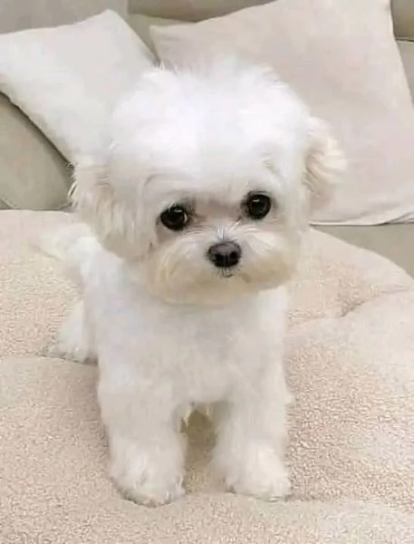 Cuccioli di Maltese  disponibili