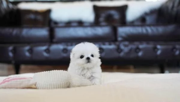   Cuccioli di Maltese in adozione.