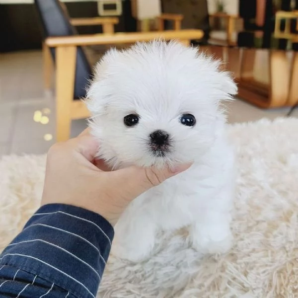  Cuccioli di Maltese da adottare.