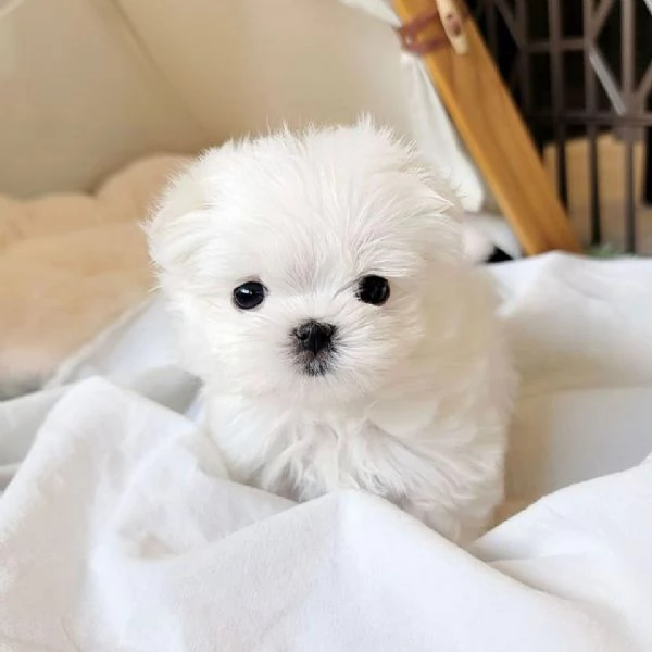  Cuccioli di Maltese registrati da adottare.