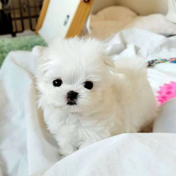   Cuccioli di Maltese Toy.