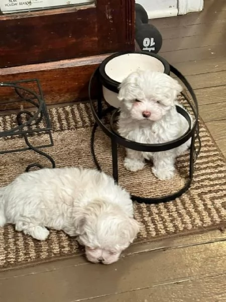  Cuccioli di Maltese registrati in adozione.