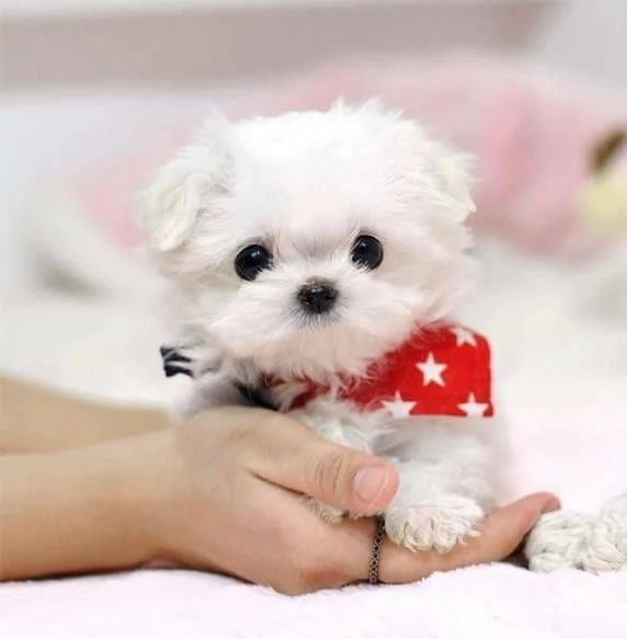  Cuccioli di Maltese sano Toy 