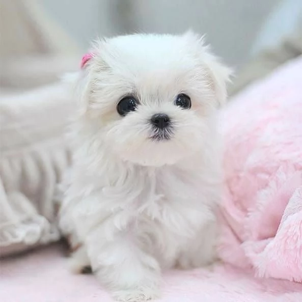 Cuccioli  Maltese Red