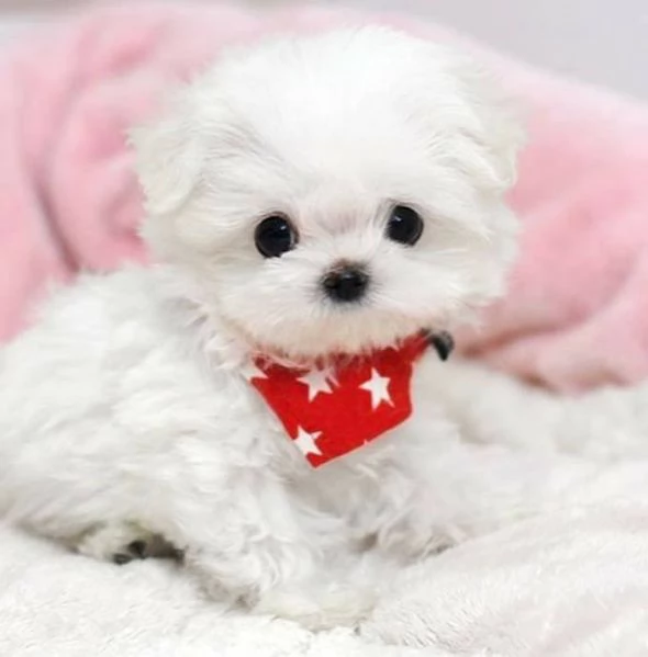  Cuccioli di Maltese toy